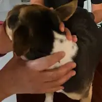 Beagle em atendimento