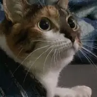 Gata em casa