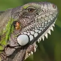 Iguana