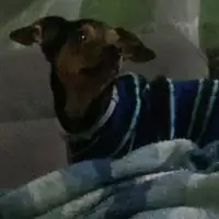 Pinscher