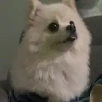Spitz alemão