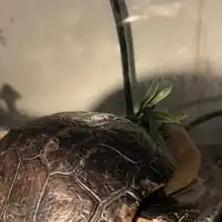 Tartaruga Jujuba